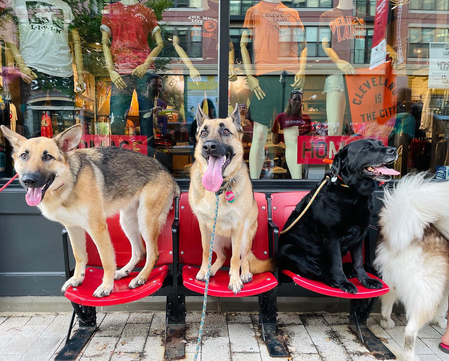 three dogs sitting on stadium chairs