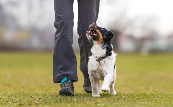 happy dog looking up at owner