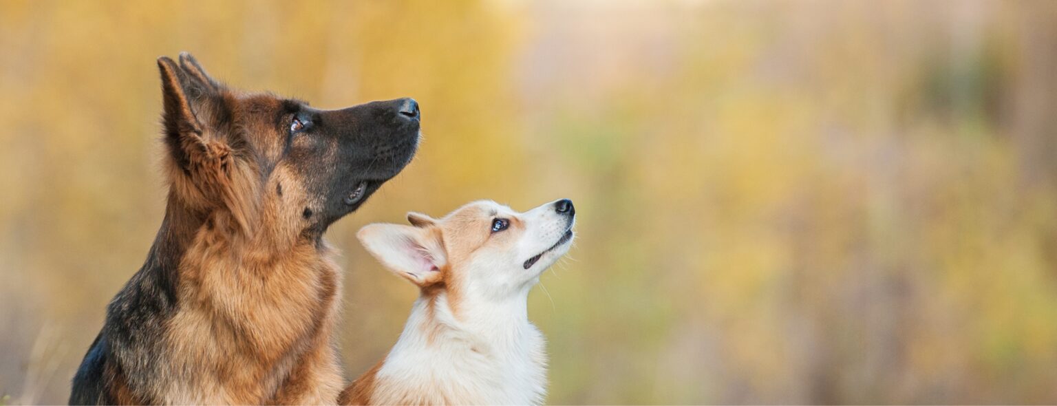 dogs looking at the sky