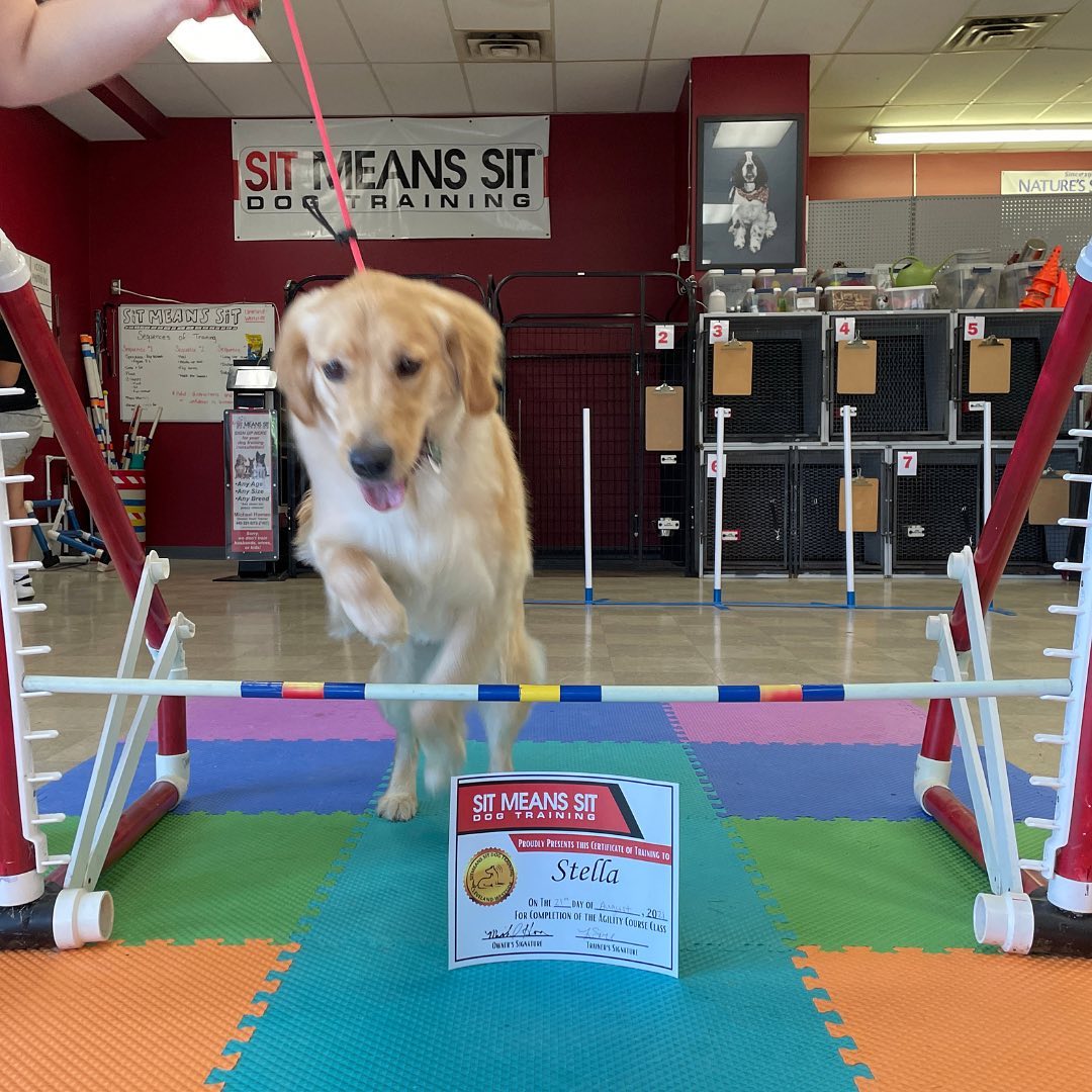 golden jumping over hurdle