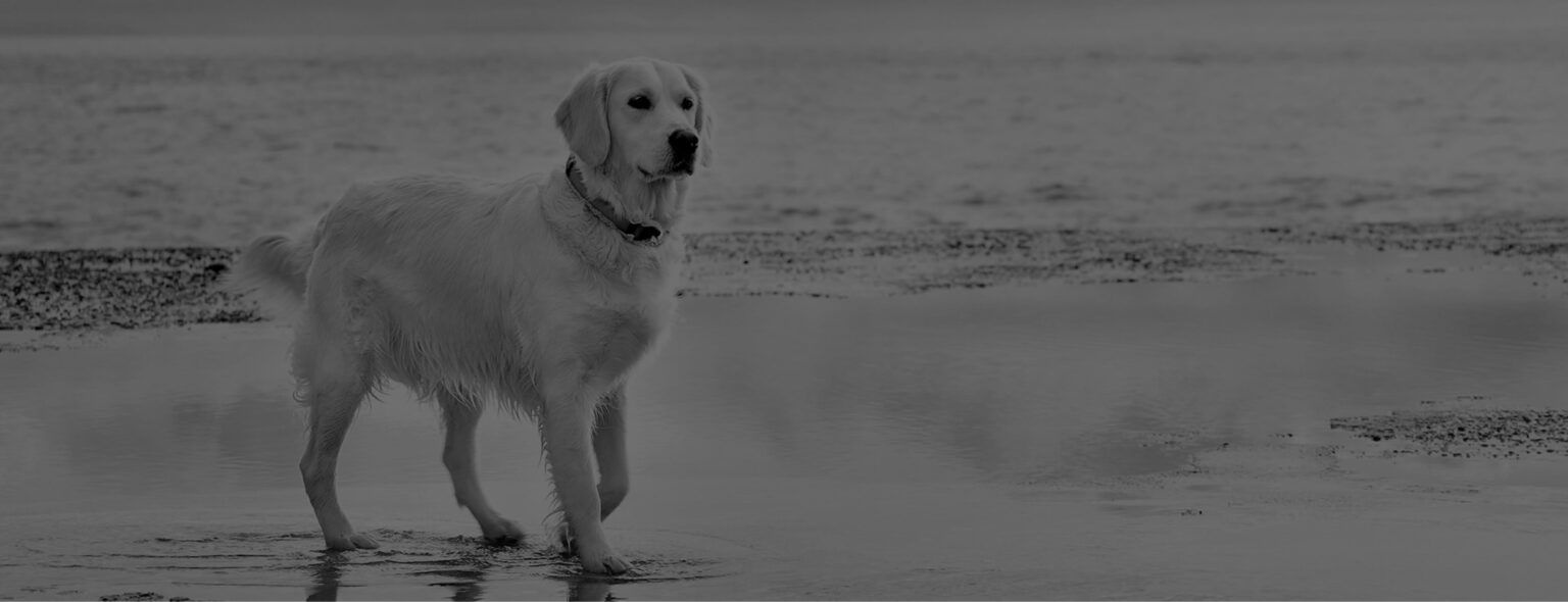 dog on the beach