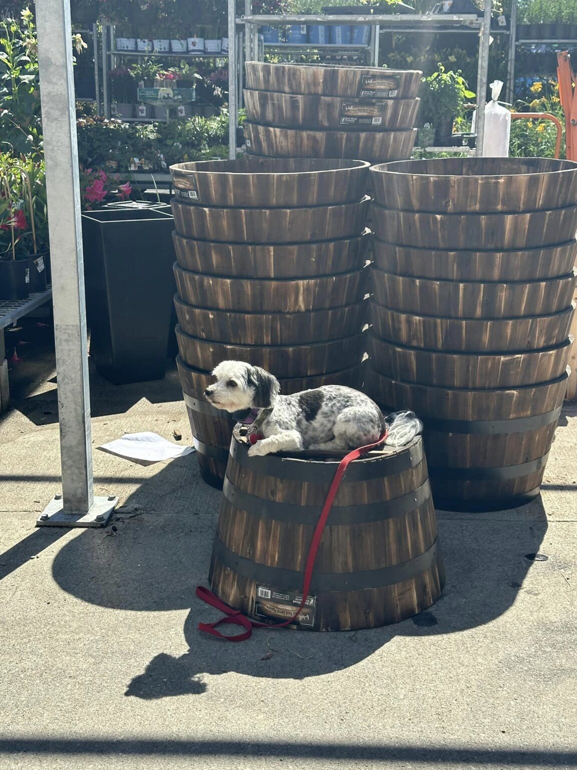 dog sitting on barrel