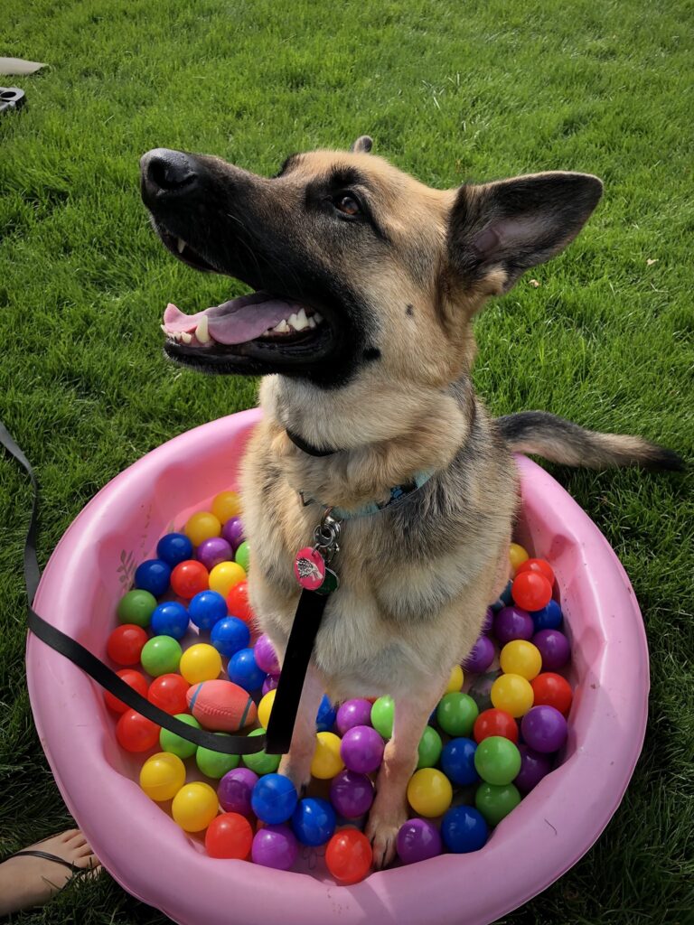 german shepherd sitting in plastic tub full of colorful balls