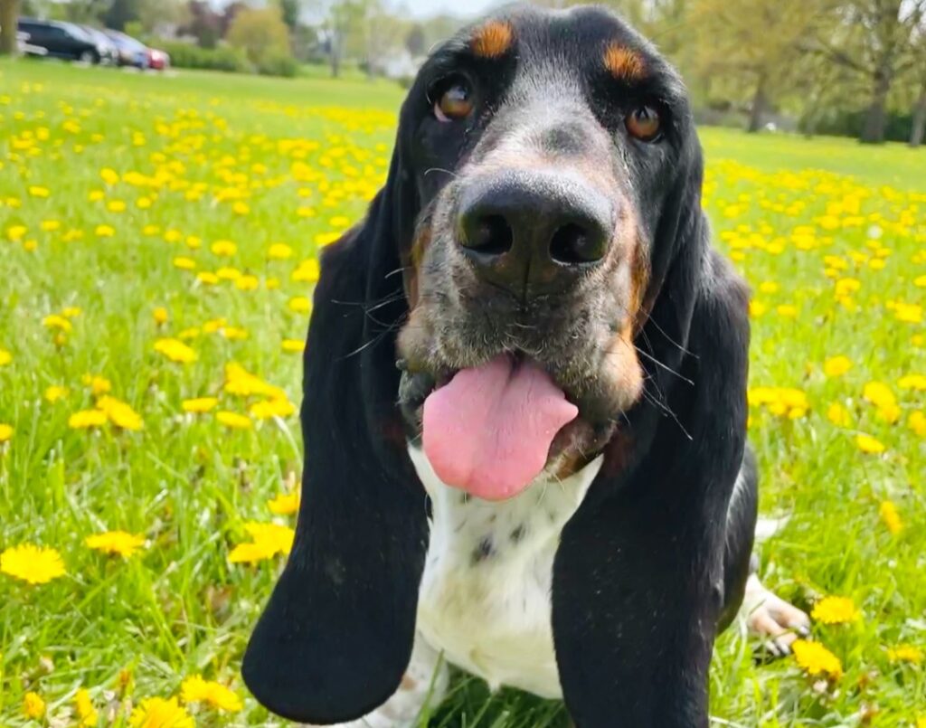 hound sticking tongue out sitting in grass