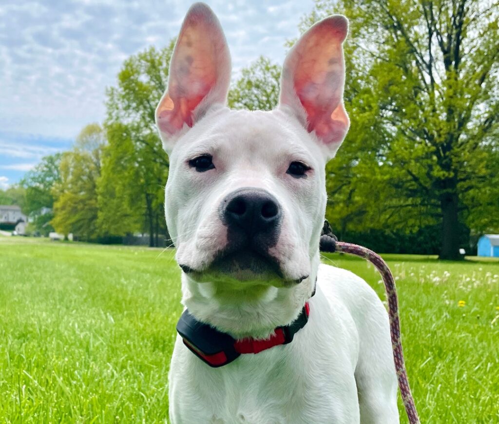 white dog with ears up