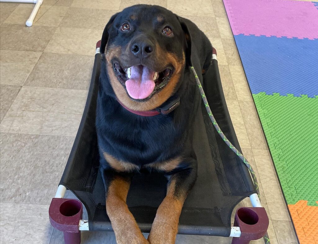 rottie laying on placeboard