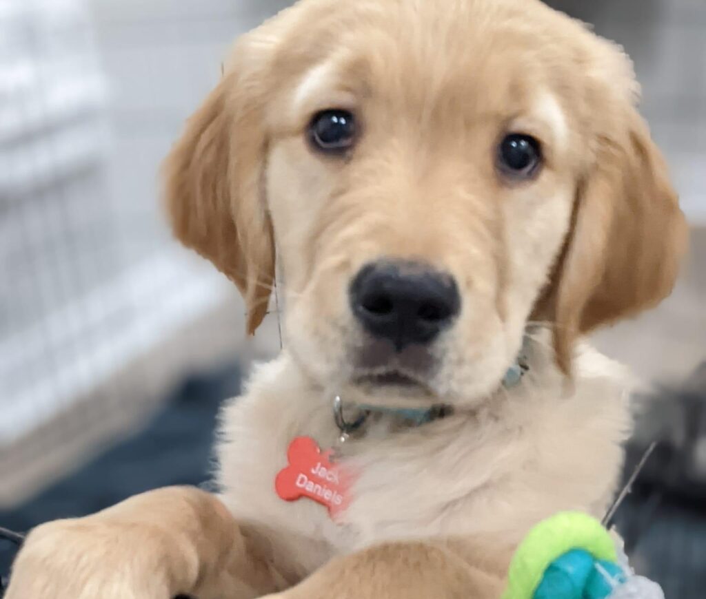 golden puppy standing up on playpen walls
