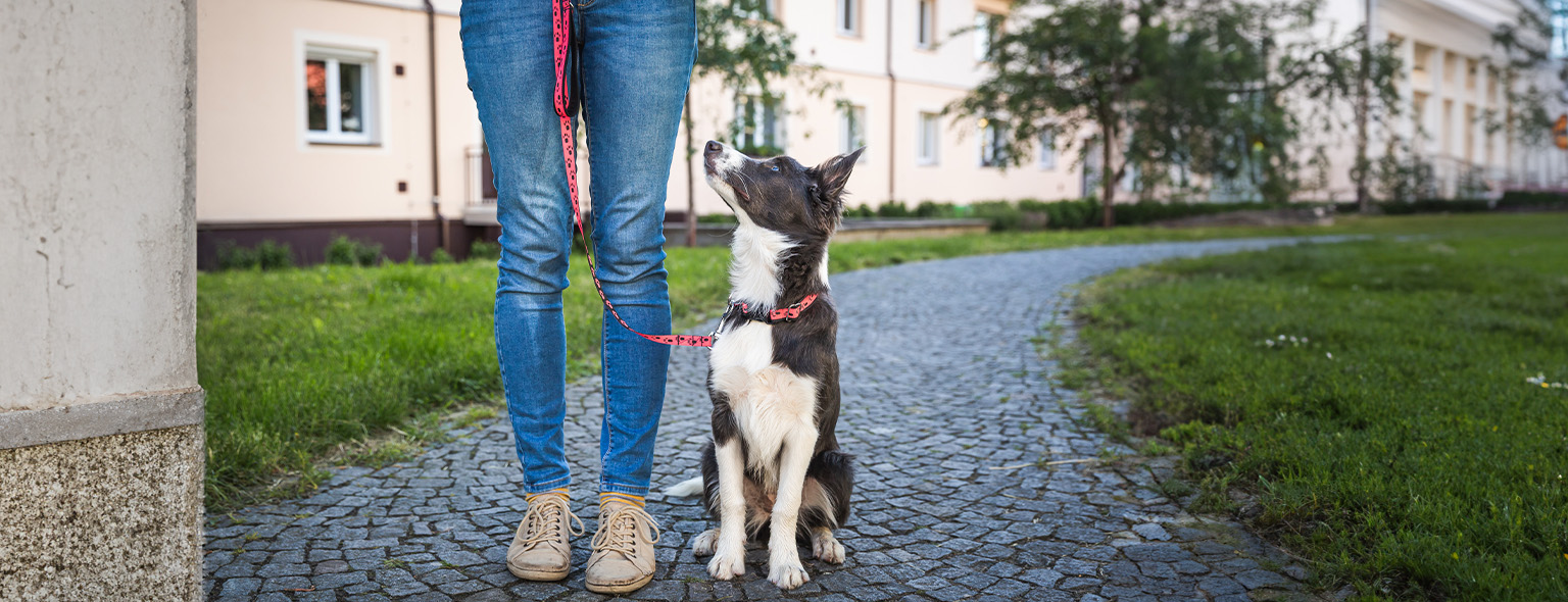 dog on leash learning sit