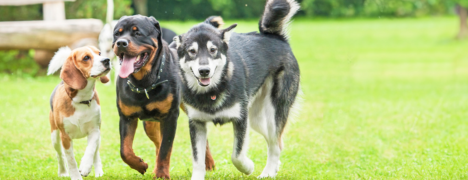 three dogs running in grass